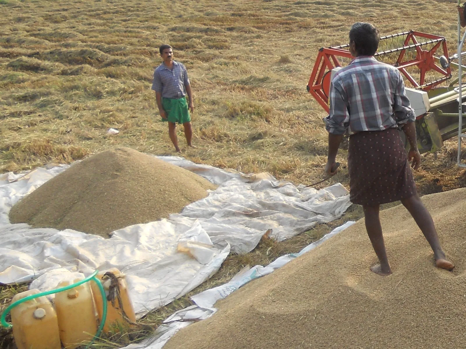 Heaps of harvested paddy grain on sheeting in a field, with farm workers alongside.